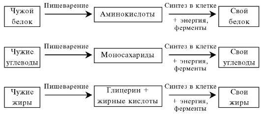 Ассимиляция