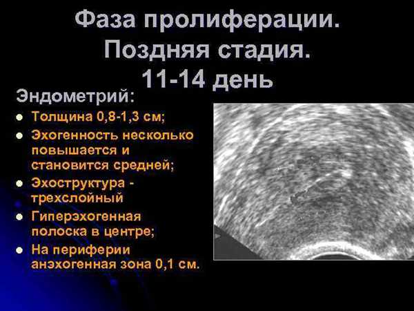 Фаза
