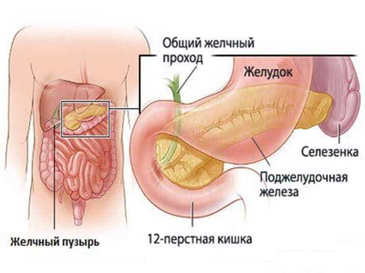 Физиологические
