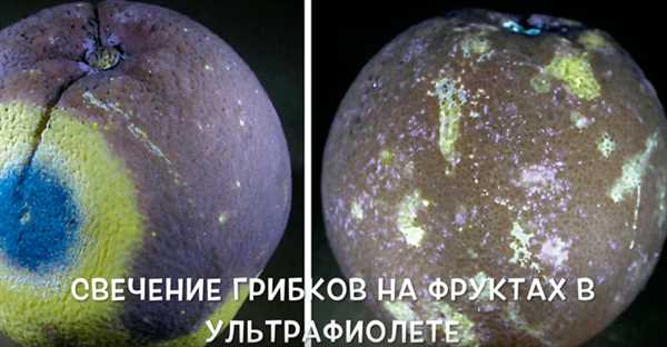 Основные