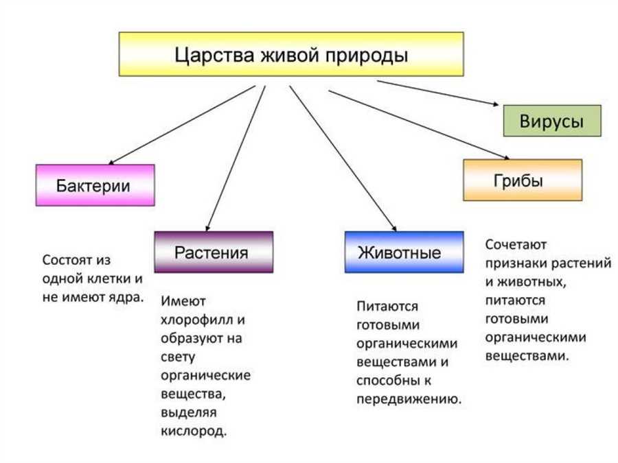 Бактерии: