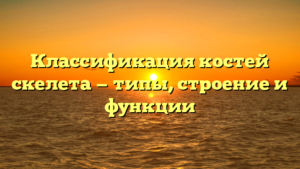 Классификация костей скелета — типы, строение и функции