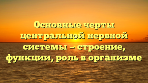 Основные черты центральной нервной системы — строение, функции, роль в организме