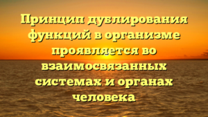Принцип дублирования функций в организме проявляется во взаимосвязанных системах и органах человека