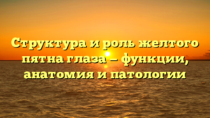 Структура и роль желтого пятна глаза — функции, анатомия и патологии