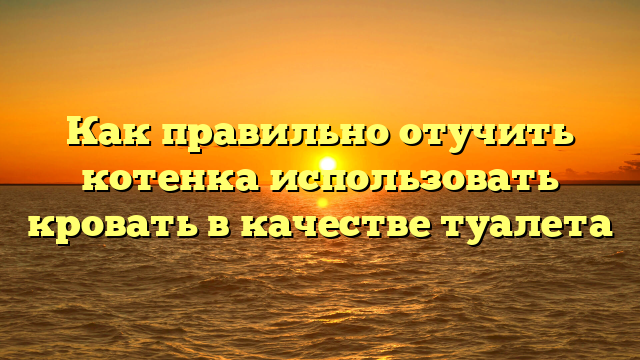 Как правильно отучить котенка использовать кровать в качестве туалета