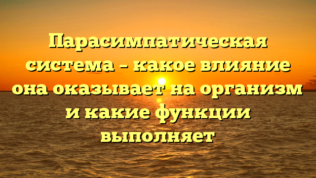 Парасимпатическая система – какое влияние она оказывает на организм и какие функции выполняет